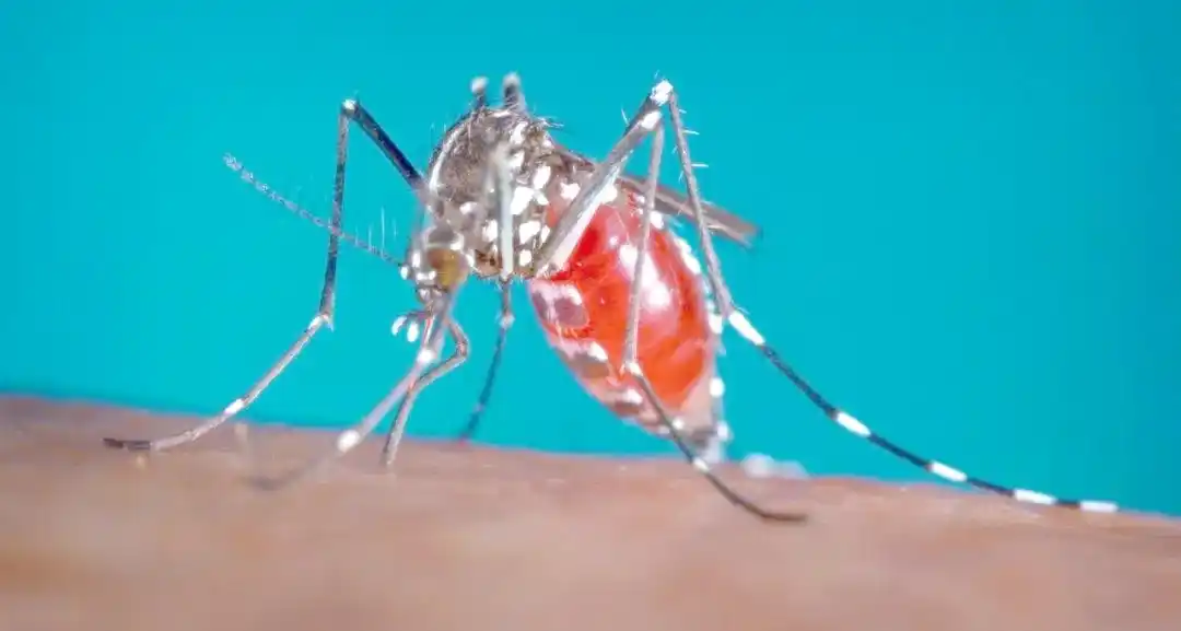 冠状病毒族群传播特点_近十年全球病毒疫情趋势_疫情挑战